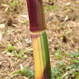 Phyllostachys praecox Viridisulcata 2
